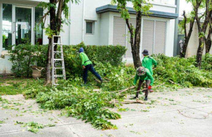 services.treeRemoval